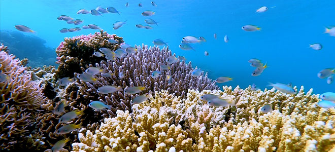 تحالف عالمي لإنقاذ الشعاب المرجانية.. 45 دولة تتحدى تغير المناخ